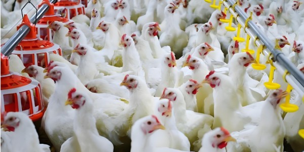 九游体育官网-电车内幕，速成车之外，2.6吨车身但最大载重量仅有375公斤